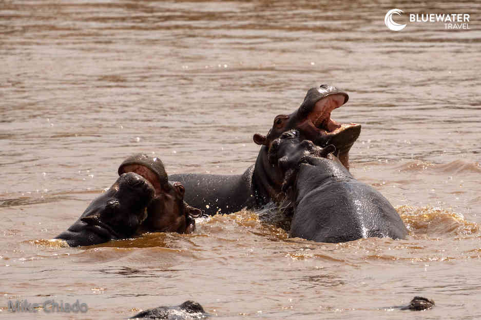 More hippos in the water