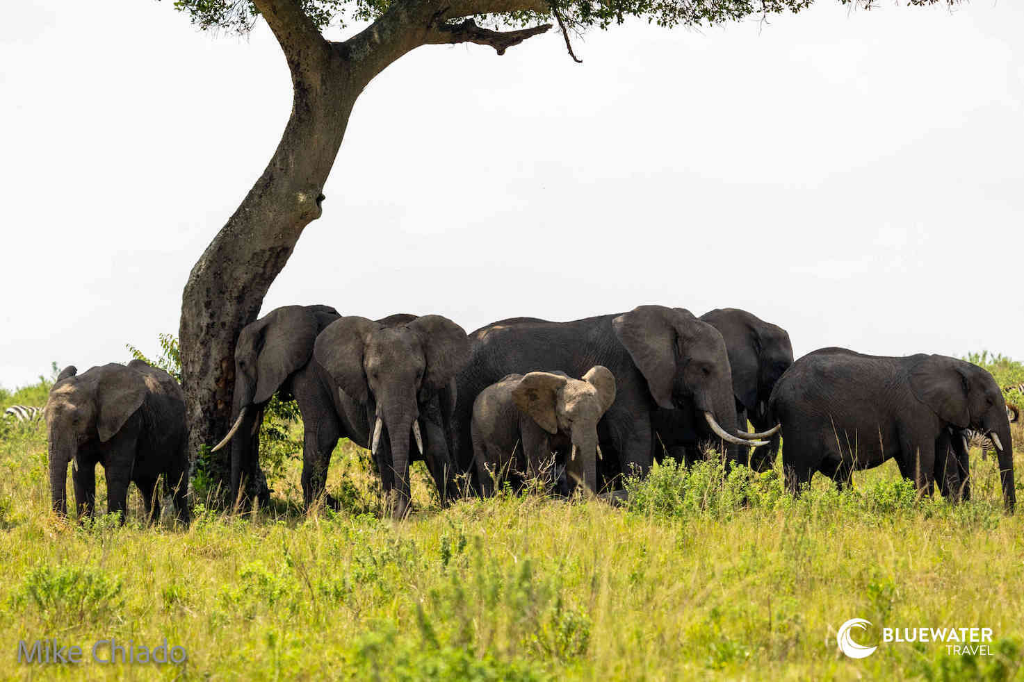 Elephants standing in the shade of a tree