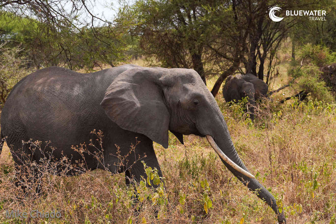 An elephant walking among the grass