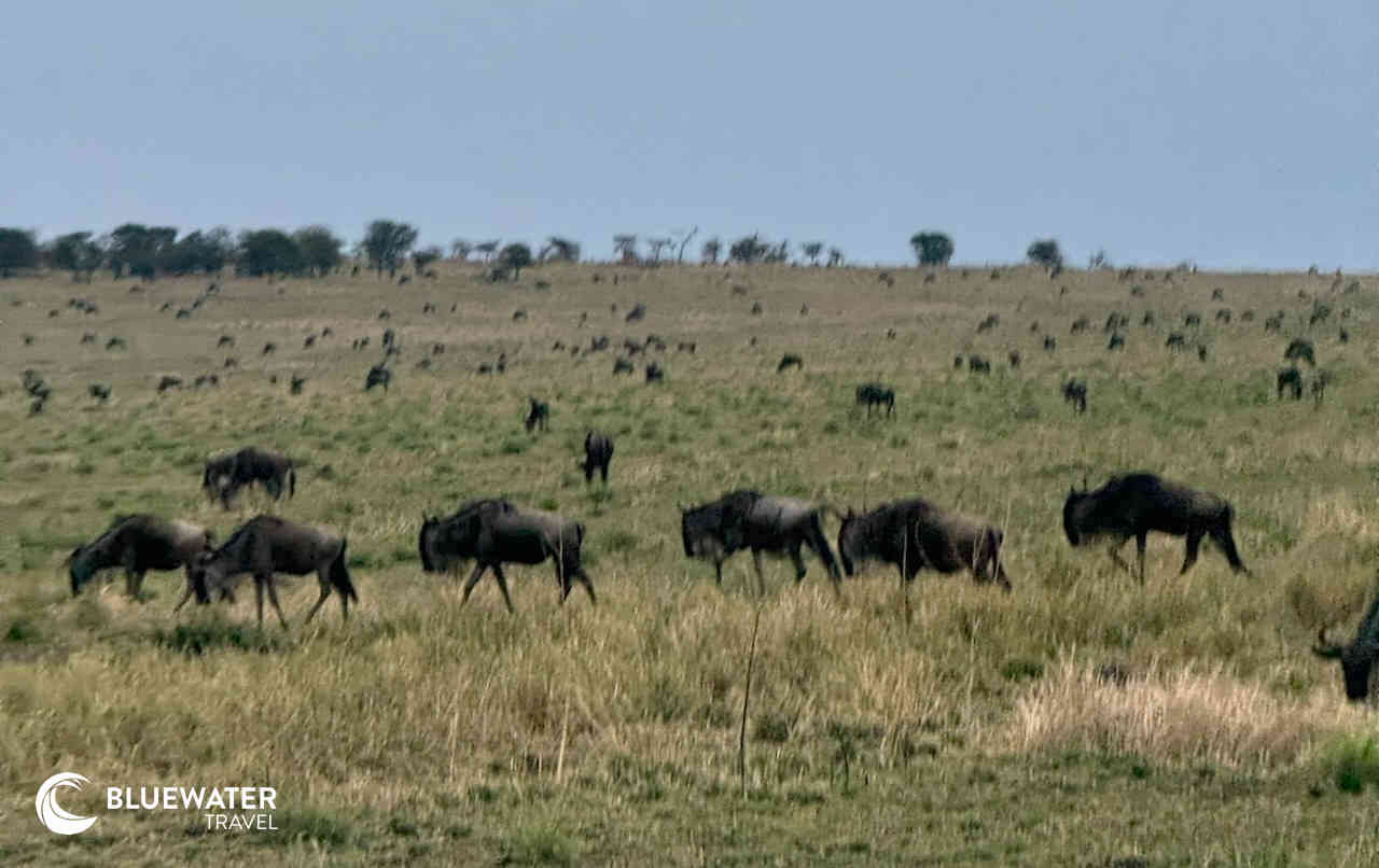 The wildebeest spread out on the plain