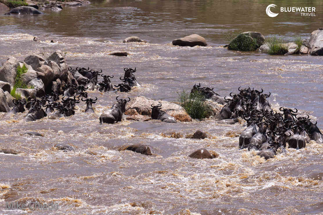 More wildebeest cross the Mara River