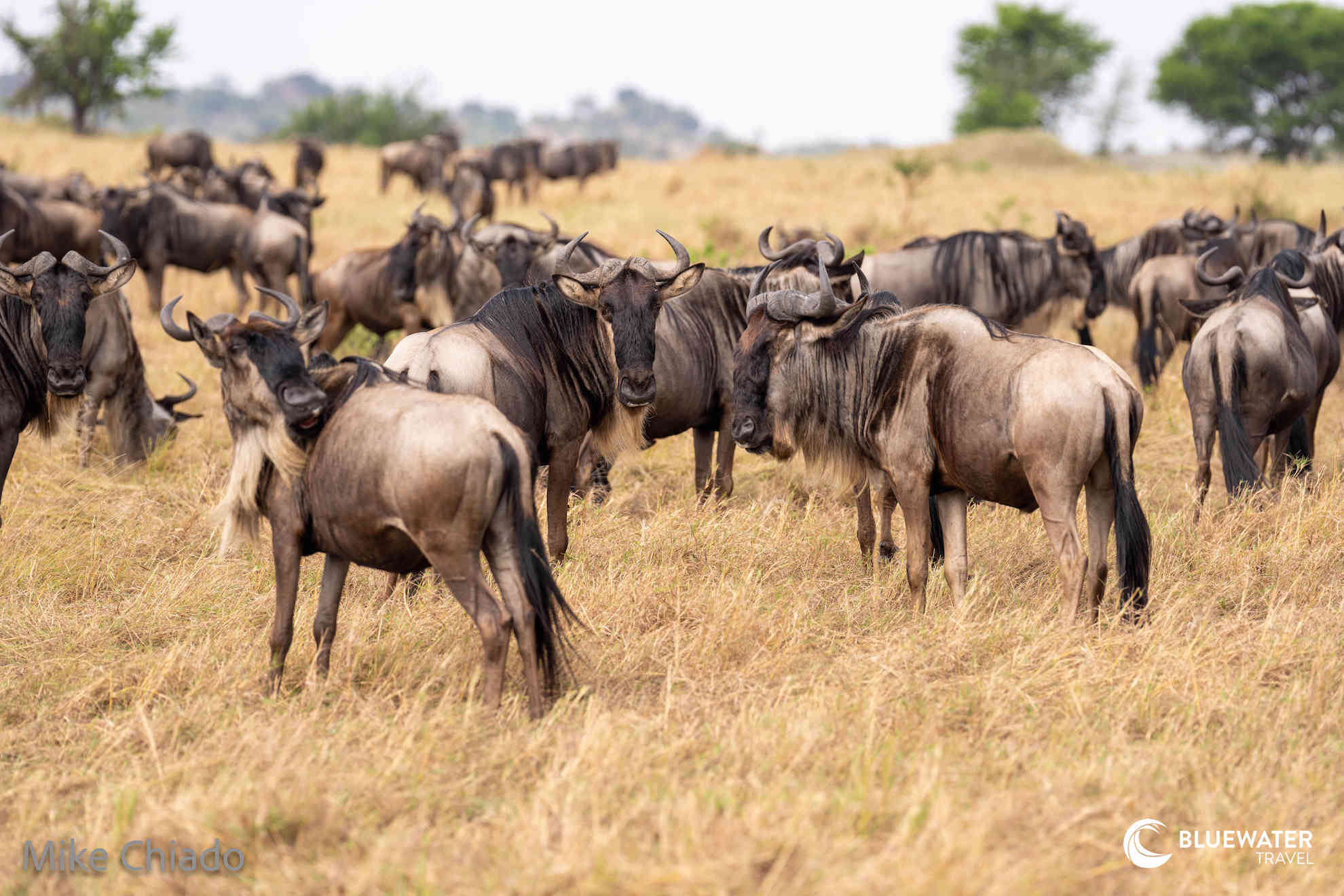 Wildebeest herds grazing on the grass