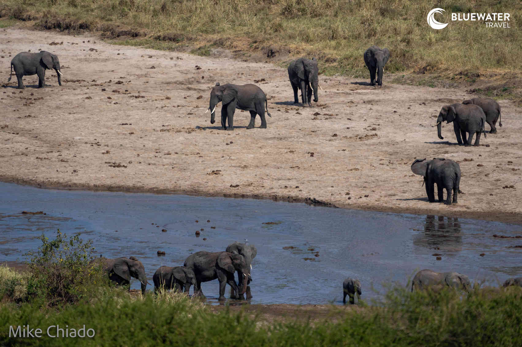 Elephants scattered across the plain