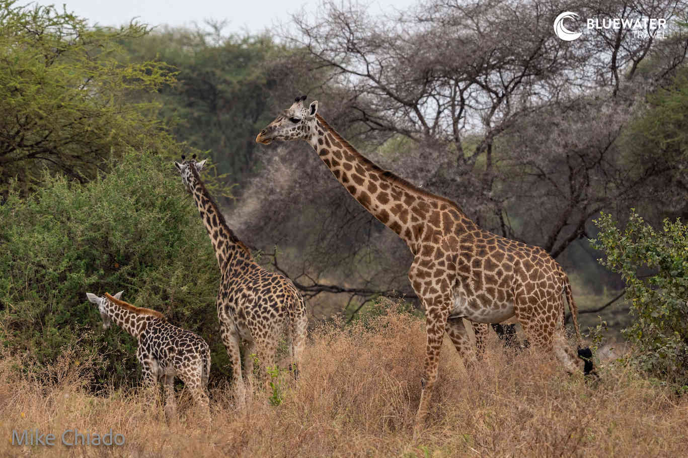 Giraffes feeding 