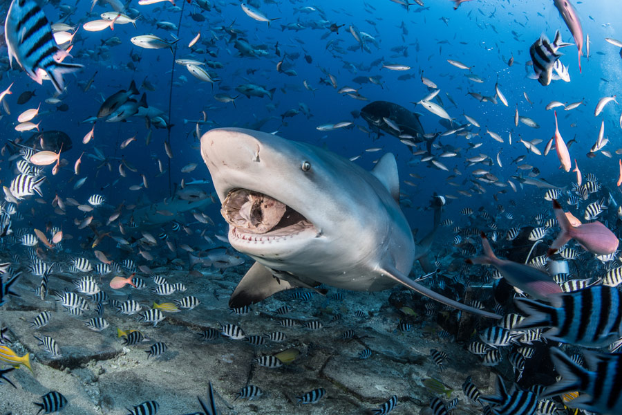 Waidroka Bay Resort Tiger Shark