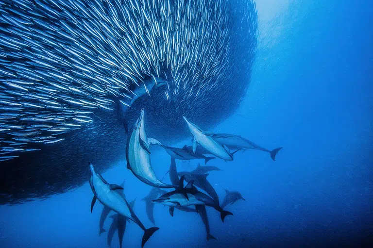 dolphins hunting sardines during the sardine run in south africe