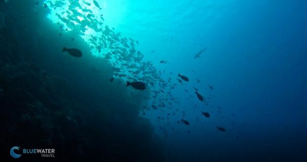 The silhouette of hundred of fish in Tubbataha