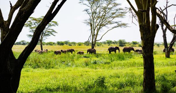 african elephant savannah grassland landscapes