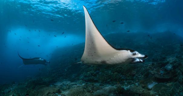 A manta swims over a reef in Komodo