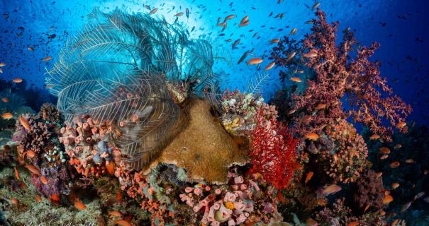 The colorful reefs in Bali and Komodo