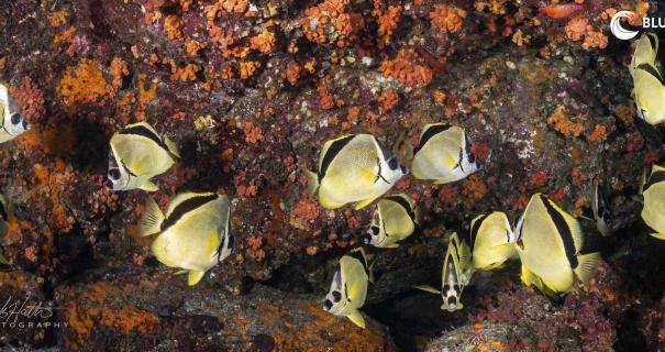 A school of fish around a reef in the Sea of Cortez