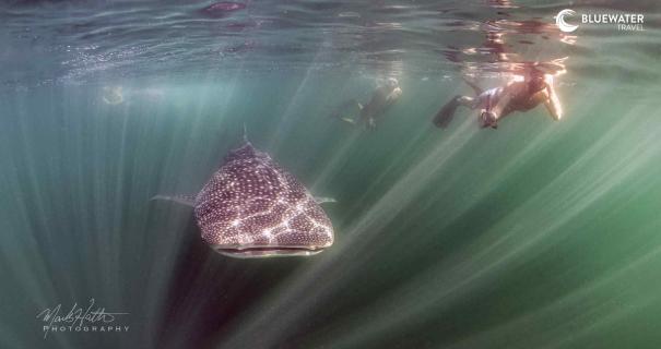 A close encounter with a large whale shark