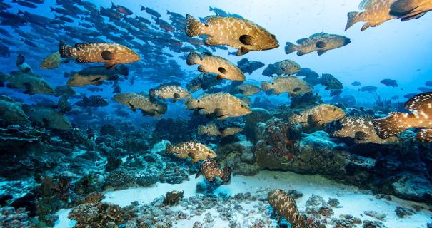 A large school of groupers swim past
