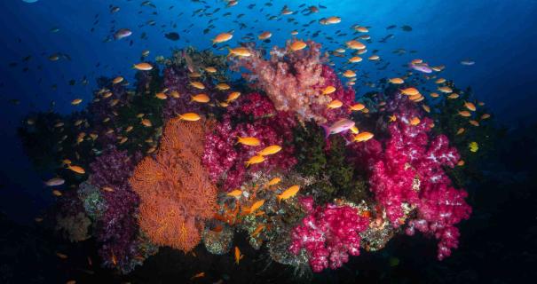 a colorful reefscape in Fiji