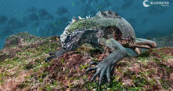 Galapagos marine iguana eating algae underwater