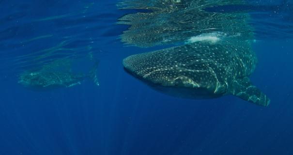 Snorkel with whale sharks in Isla Mujeres - best diving in July.