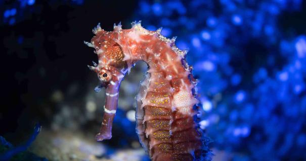 A artistic, colorful shot of a seashore captured in Lembeh