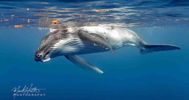 A humpback whale breathes at the surface of the water