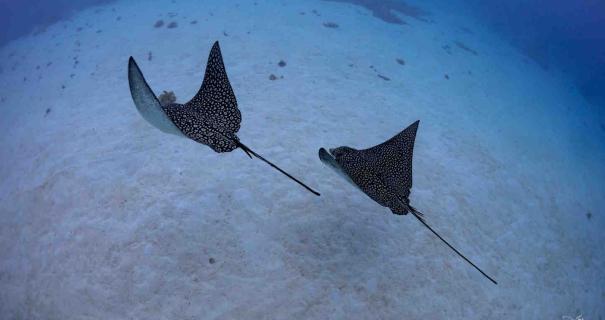 Spotted eagle rays chase each other underwater