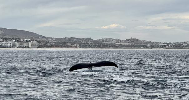 A whale tail emerges from the water near San Jose del Cabo