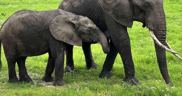 An elephant and its calf