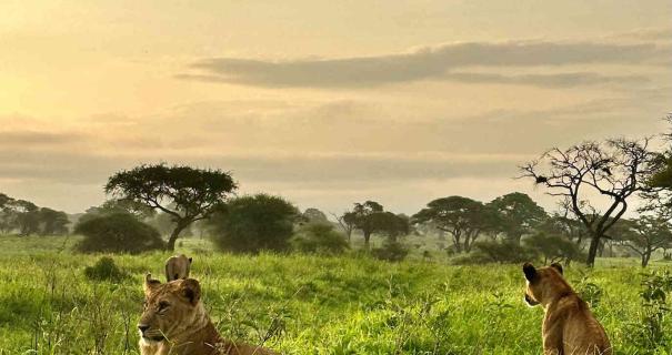 Lions resting among the tall grass