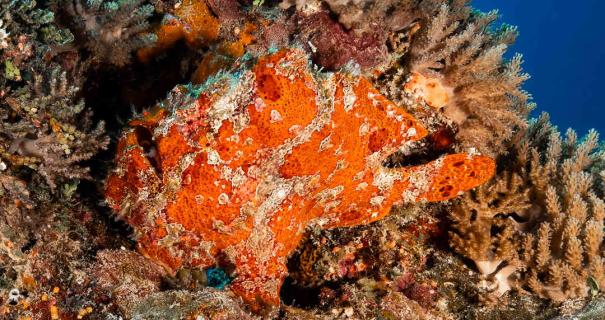 A frogfish camouflaged among the rocks