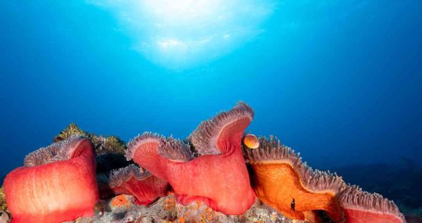 A large colorful anemone