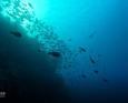 The silhouette of hundred of fish in Tubbataha