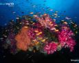 a colorful reefscape in Fiji