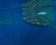 Snorkel with whale sharks in Isla Mujeres - best diving in July.