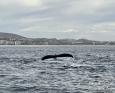 A whale tail emerges from the water near San Jose del Cabo