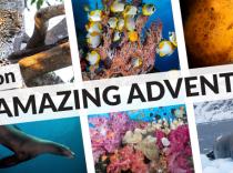diving tour maldives