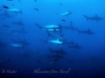 diving tour maldives