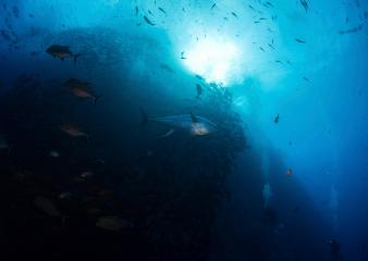 diver photographing school of yellowfin tuna socorro