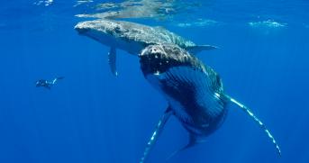 The World S Best Places To Swim With Whales Bluewater Dive Travel