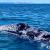 A gray whale emerges from the sea near San Ignacio Lagoon in Mexico.