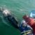 Participants enjoy interacting with Pacific gray whales at San Ignacio Lagoon.