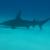 Great Hammerhead Shark  cruising by ©George Gross