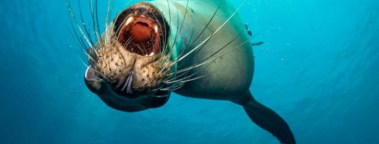 Sea Of Cortez Underwater Photography Workshop 2024 Bluewater Dive Travel   2019 Sea Of Cortez Trip Report Chu 27 