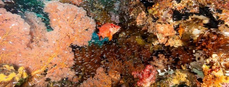 Schools of fish swarm around colorful corals in Raja Ampat