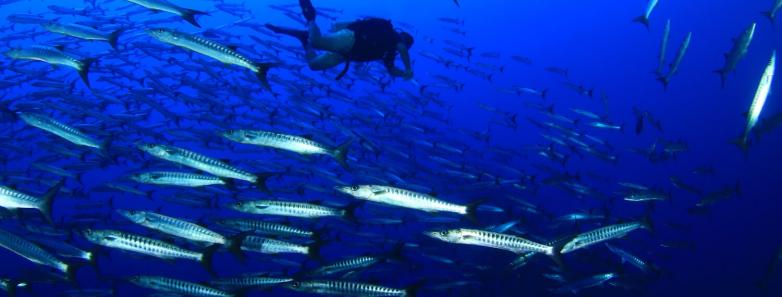 Saudi Arabia Scuba Diving Travel Guide - Bluewater Dive Travel