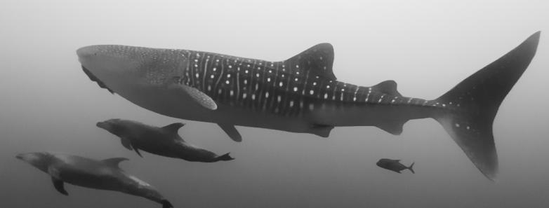 whale shark in socorro