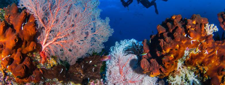 Colorful coral reefs in raja ampat with an underwater photograher in the background