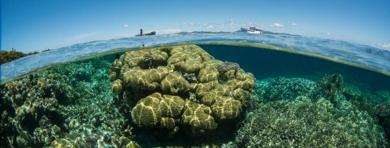 Corals underwater in the Solomon Islands