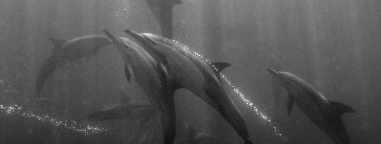 Dolphins swim toward the surface during the sardine run