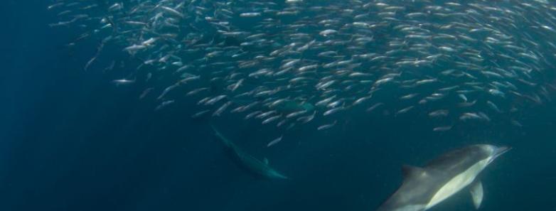 Dolphins hunting during the sardine run