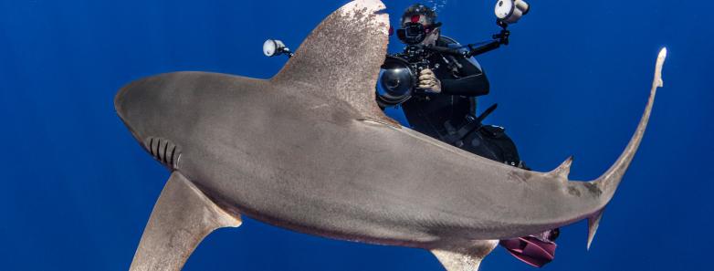 scuba diver photographs shark up-close