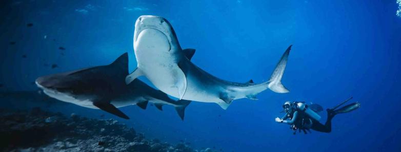 Two sharks swim away from a diver