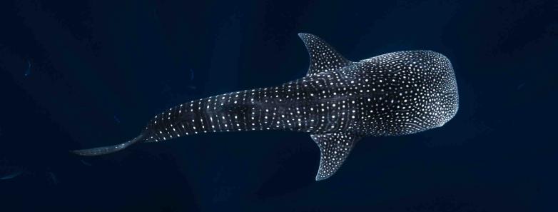 A gorgeous whale shark swims below